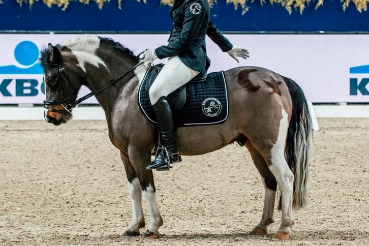 Knappe bonte B-sportpony met ervaring, Dieren en Toebehoren, Pony's, Ruin, L, B pony (1.17m tot 1.27m), Dressuurpony, 11 jaar of ouder