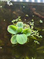 Mini watersla, Dieren en Toebehoren