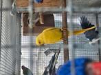 Pop 4 jaar oud geel halsband bewezen pop, Dieren en Toebehoren, Vogels | Parkieten en Papegaaien