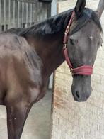 Te koop: Miss Mc Queen – charmante 9-jarige merrie, Dieren en Toebehoren, Paarden, Merrie, M