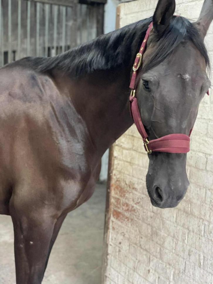 Te koop: Miss Mc Queen – charmante 9-jarige merrie, Dieren en Toebehoren, Paarden, Merrie, M