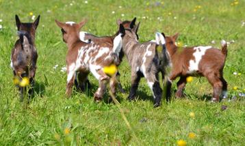 Adorables chèvres naines