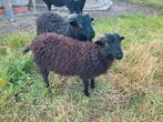Ouessant ramlammeren, Dieren en Toebehoren, Schapen, Geiten en Varkens, Mannelijk, Schaap, 0 tot 2 jaar