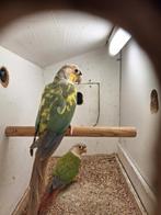 pyrrhura, Dieren en Toebehoren