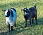 2 miekes, Dieren en Toebehoren, Schapen, Geiten en Varkens