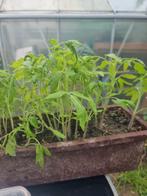 Plants de tomates cœur de bœuf et poivrons rouges., Jardin & Terrasse, Enlèvement ou Envoi