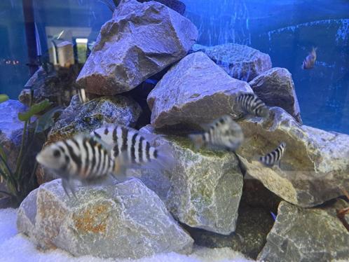 Zebra cichliden - eigen kweek, Dieren en Toebehoren, Vissen | Aquariumvissen, Zoetwatervis, Vis
