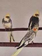 Valkparkieten, Meerdere dieren, Parkiet, Geringd