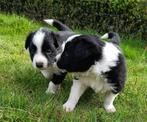 Border collie pups 2 zwart witte reutjes, CDV (hondenziekte), Meerdere, 8 tot 15 weken, België