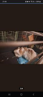 2 teddys koppeltje, Femelle, Taille moyenne, 3 à 5 ans