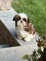 Shih Tzu pups, Dieren en Toebehoren, België, Overige rassen, CDV (hondenziekte), 8 tot 15 weken