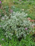 Dwergvlinderstruik, Tuin en Terras, Ophalen, Vlinderstruik, Struik, 100 tot 250 cm