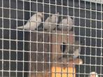 Japanse meeuwkes, Dieren en Toebehoren
