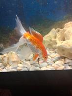 Vissen van aquarium, Dieren en Toebehoren, Vissen | Aquariumvissen, Vis, Zoetwatervis