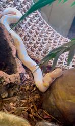 Python regius albinos + Terrarium complet, Dieren en Toebehoren, Ophalen