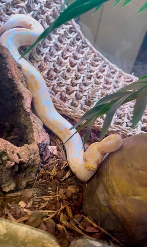 Python regius albinos + Terrarium complet, Dieren en Toebehoren, Reptielen en Amfibieën | Toebehoren, Ophalen