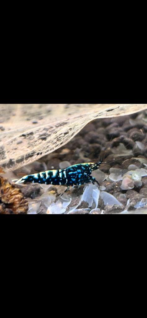 Galaxy Fishbone / BOA caridina garnalen, Dieren en Toebehoren, Vissen | Aquariumvissen