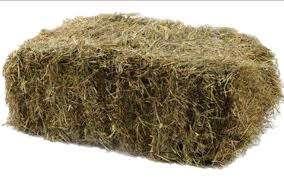 hooi stro kleine balen 2025, Dieren en Toebehoren, Dierenvoeding, Overige soorten, Ophalen