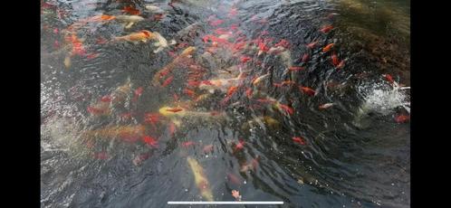 Koi Karpers groot assortiment diverse kleuren, Dieren en Toebehoren, Vissen | Vijvervissen, Karper of Koi