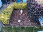 Gratis 2 hagen, Tuin en Terras, Planten | Tuinplanten, Ophalen, Vaste plant, Overige soorten