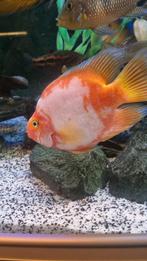 Mooie volwassen papegaai cichlide, Ophalen