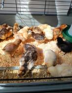 paaskuikens te koop (10+2gratis), Dieren en Toebehoren, Pluimvee