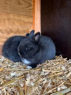 Raszuivere kleurdwerg voedstertje, Dieren en Toebehoren, Konijnen