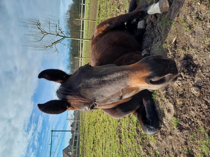Verzorger/halve stal gezocht, Dieren en Toebehoren, Paarden, Merrie, Onbeleerd, 165 tot 170 cm, 0 tot 2 jaar, Dressuurpaard