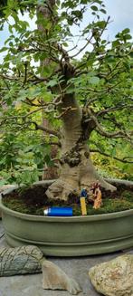 Bonsai te koop, Ophalen, Zomer
