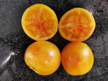 5 zaden tomaat Tangerine - biologisch beschikbaar voor biedingen