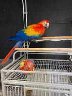 Jonge tamme baby Geelvleugel Ara's met DNA en getest op alle, Dieren en Toebehoren, Meerdere dieren, Papegaai, Geringd