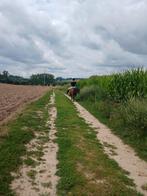 VERZORG PAARD/PONY GEZOCHT, Dieren en Toebehoren