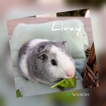 Jong zilver agouti cavia beertje - Livay - adoptie  beschikbaar voor biedingen
