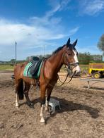 Bomproof, top braaf toekomstig allround paard!, Animaux & Accessoires, Vermifugé, Jument, Débourré, 160 à 165 cm