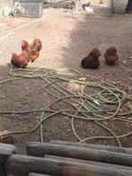 Rood orpington kriel koppel, Dieren en Toebehoren, Meerdere dieren, Kip