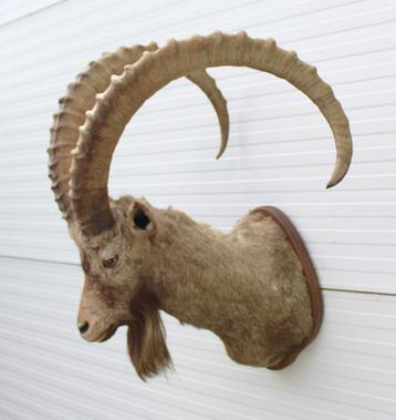 Grote opgezette kop ALPEN STEENBOK (Capra ibex) - ref. C beschikbaar voor biedingen