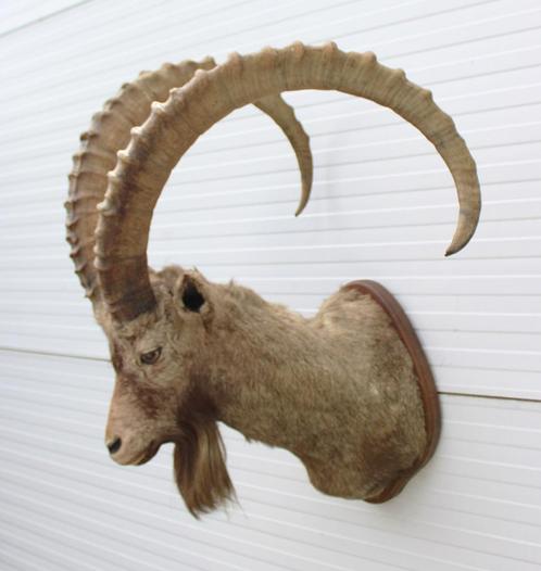 Grote opgezette kop ALPEN STEENBOK (Capra ibex) - ref. C, Verzamelen, Dierenverzamelingen, Gebruikt, Opgezet dier, Wild dier, Ophalen