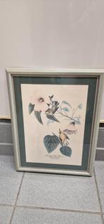 Schilderij of afbeelding van vogels te koop., Ophalen