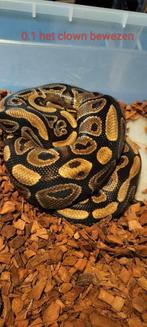 1.1 Koppel ball python het clown, Dieren en Toebehoren, Slang, Tam, 3 tot 6 jaar