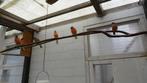Noordse goudvinken, Dieren en Toebehoren, Mannelijk, Wildzangvogel