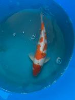 Japanse koi 25-30cm, Dieren en Toebehoren, Vissen | Vijvervissen, Karper of Koi
