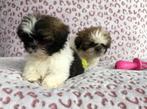 Shih tzu pups teefjes, Dieren en Toebehoren, Honden | Chihuahua's en Gezelschapshonden, België, Overige rassen, CDV (hondenziekte)