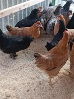 pondeurs colorants araucana/crème legbar/marans 0499/082381, Femelle, Poule ou poulet