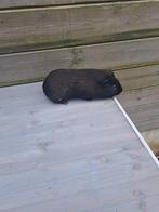 Cavia mannen., Cavia