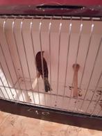 Man roodmus split bruin 2025, Animaux & Accessoires, Oiseaux | Oiseaux Autre