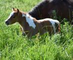 AMHA / NMPRS merrie veulen, Dieren en Toebehoren, Pony's, Merrie, Niet van toepassing, 0 tot 2 jaar, Recreatiepony