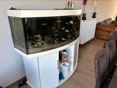 Vissen met aquarium, Dieren en Toebehoren, Vissen | Aquaria en Toebehoren, Gebruikt, Ophalen