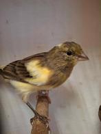 mooie kanarie, Animaux & Accessoires, Oiseaux | Canaris