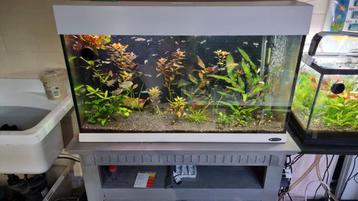 Aquarium 120L.  80cm breed, perfecte staat. beschikbaar voor biedingen