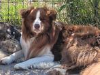 Border Collie reu 2jr, Dieren en Toebehoren, Honden | Herdershonden en Veedrijvers, België, Fokker | Hobbymatig, Reu, CDV (hondenziekte)